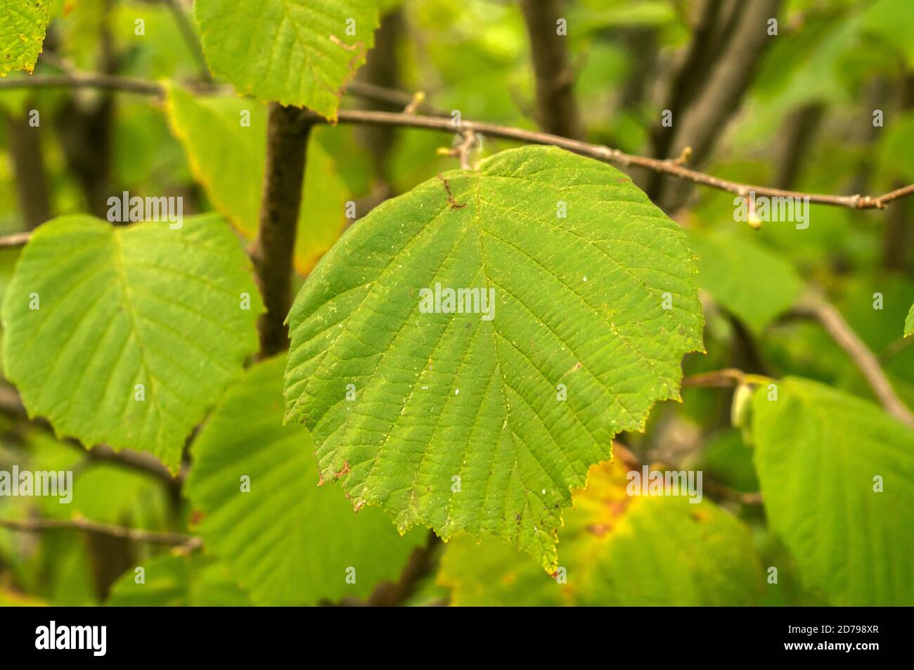 Hazel (Corylus avellana) foglie closeup come sfondo floreale Foto Stock