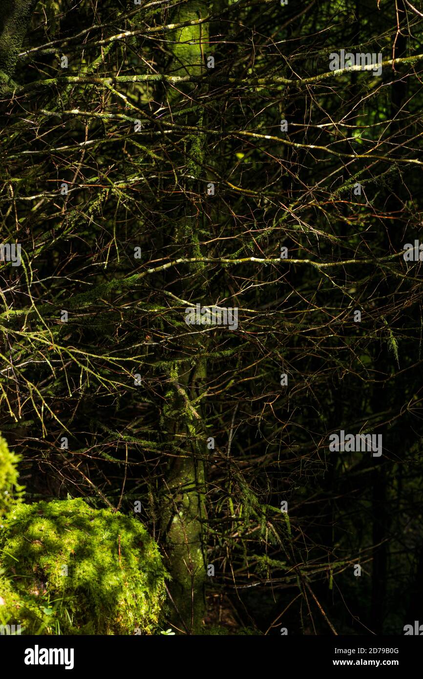 Rami aggrovigliati e ramoscelli in una foresta scura con muschio verde, natura astratta, montagne Galtee, Contea di Limerick, Irlanda Foto Stock