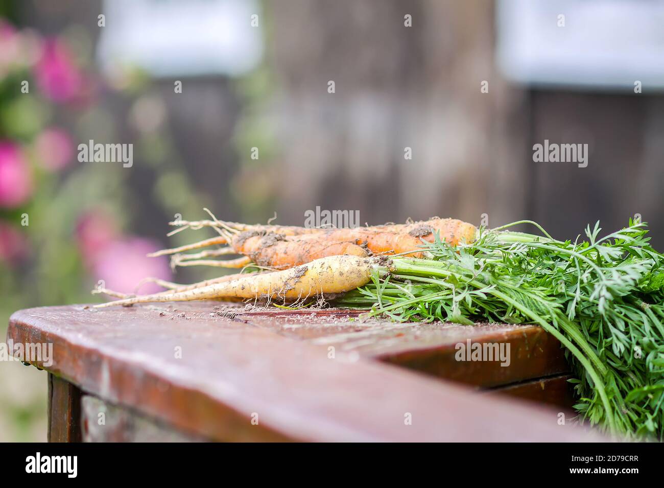 Verdure non lavate. Un mazzo di carote fresche all'aperto. Foto Stock