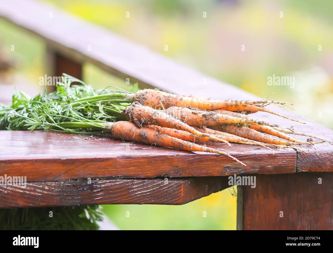 Verdure non lavate. Un mazzo di carote fresche all'aperto. Foto Stock