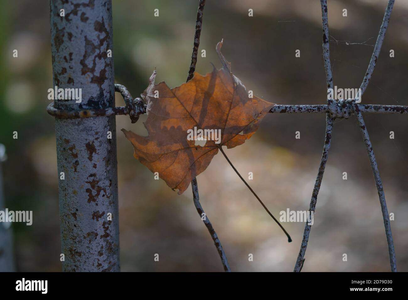 Foglia caduta soffiata contro una vecchia recinzione. Foto Stock