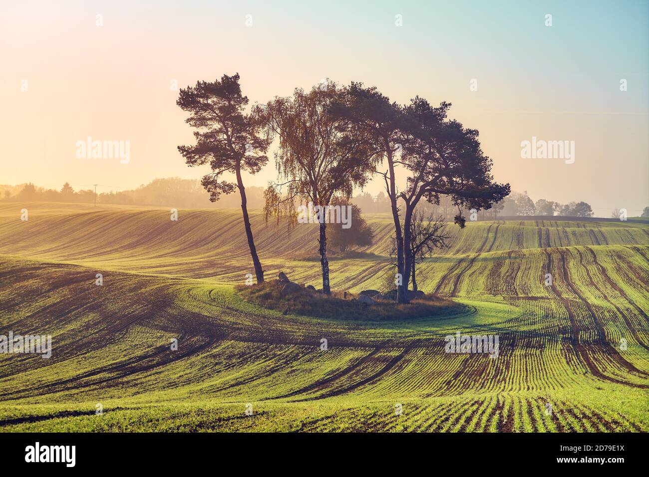 Paesaggio rurale con alberi nel mezzo di un campo all'alba colorata. Foto Stock
