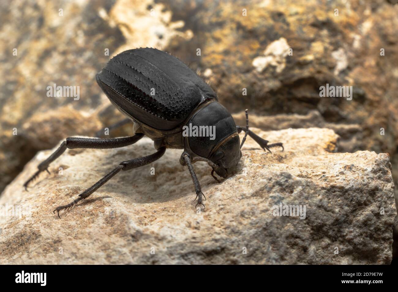 Il Beetle arabo delle Darling si trova in tutto il Medio Oriente Foto Stock