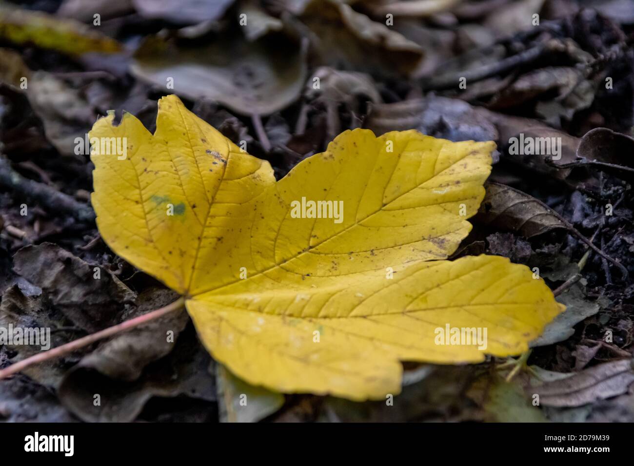 Foglia di acero giallo solitario a terra in estate indiana come fogliame colorato e umore autunnale mostra foglia vibrante con vene forti in ottobre d'oro Foto Stock