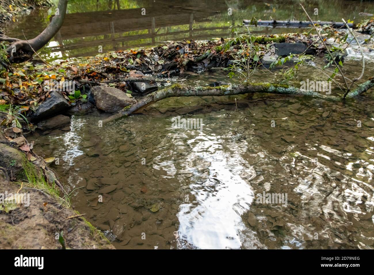 Piccola diga di fronte ad un vecchio ponte su un po' creek o foresta ruscello con un grande ramo nel acqua e rocce con fogliame autunnale come scena idilliaca Foto Stock