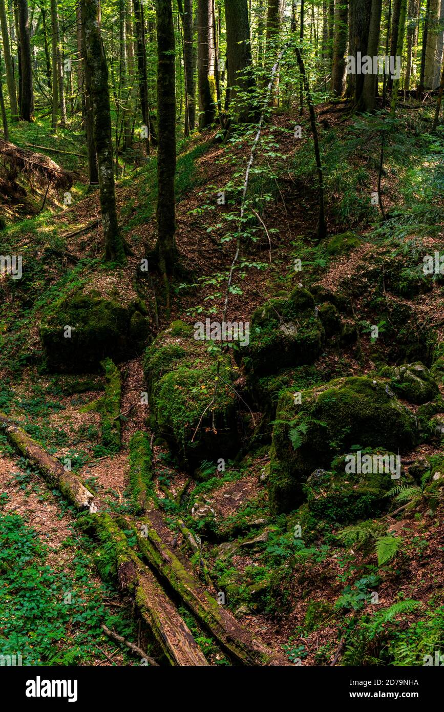 Vista alla torba boschiva Red Creek (Crveni potok) Sulla montagna Tara in Serbia Foto Stock