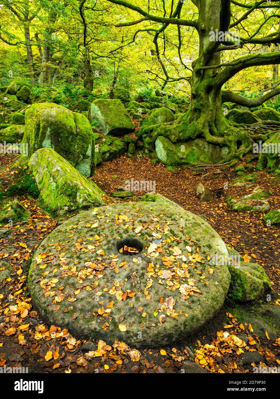 Derbyshire Peak District National Park pietra millenaria abbandonata ricoperta di foglie autunnali cadute Padley Gorge Grindleford Derbyshire Inghilterra Regno Unito Europa Foto Stock