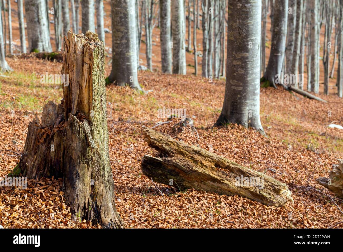 Bosco di faggio Cansiglio. Albero di tronco rotto in decomposizione. Stagione autunnale. Veneto. Italia. Europa. Foto Stock