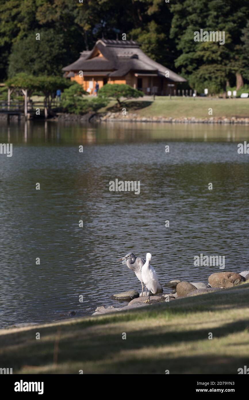 Tokyo, Giappone. 21 Ott 2020. Coppia di airone grigio allo Shioiri-no-ike (stagno) con Matsu-no-ochaya (casa da tè) sullo sfondo all'interno dei Giardini Hama-Rikyu di Tokyo. Credit: SOPA Images Limited/Alamy Live News Foto Stock