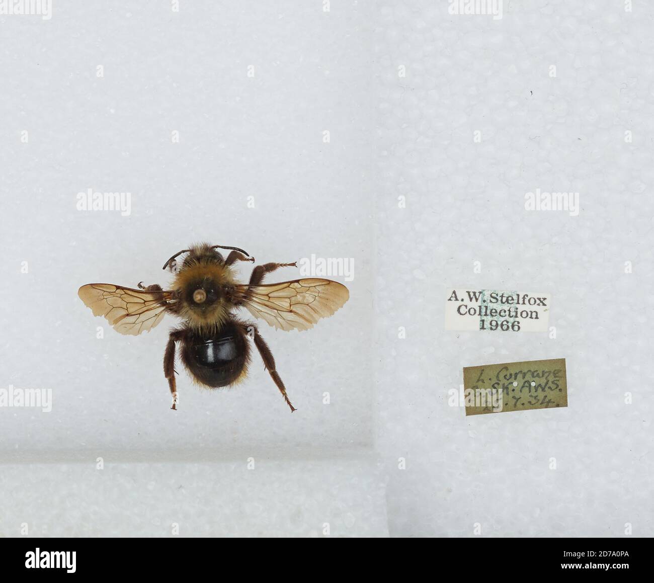 Lough Currane, Kerry, Munster, Irlanda, Bombus (Psithyrus) campestris Panzer, Animalia, Arthropoda, Insecta, Hymenoptera, Apidi, Aspinae Foto Stock