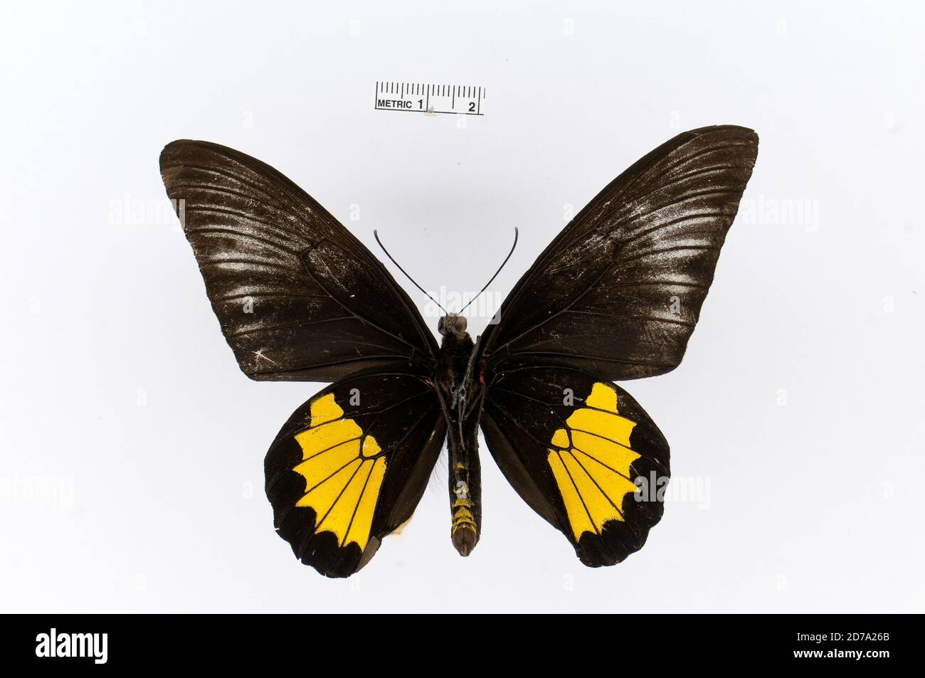 Pinned, Troides plato, Animalia, Arthropoda, Insecta, Lepidoptera, Papilionidae, Papilioninae Foto Stock