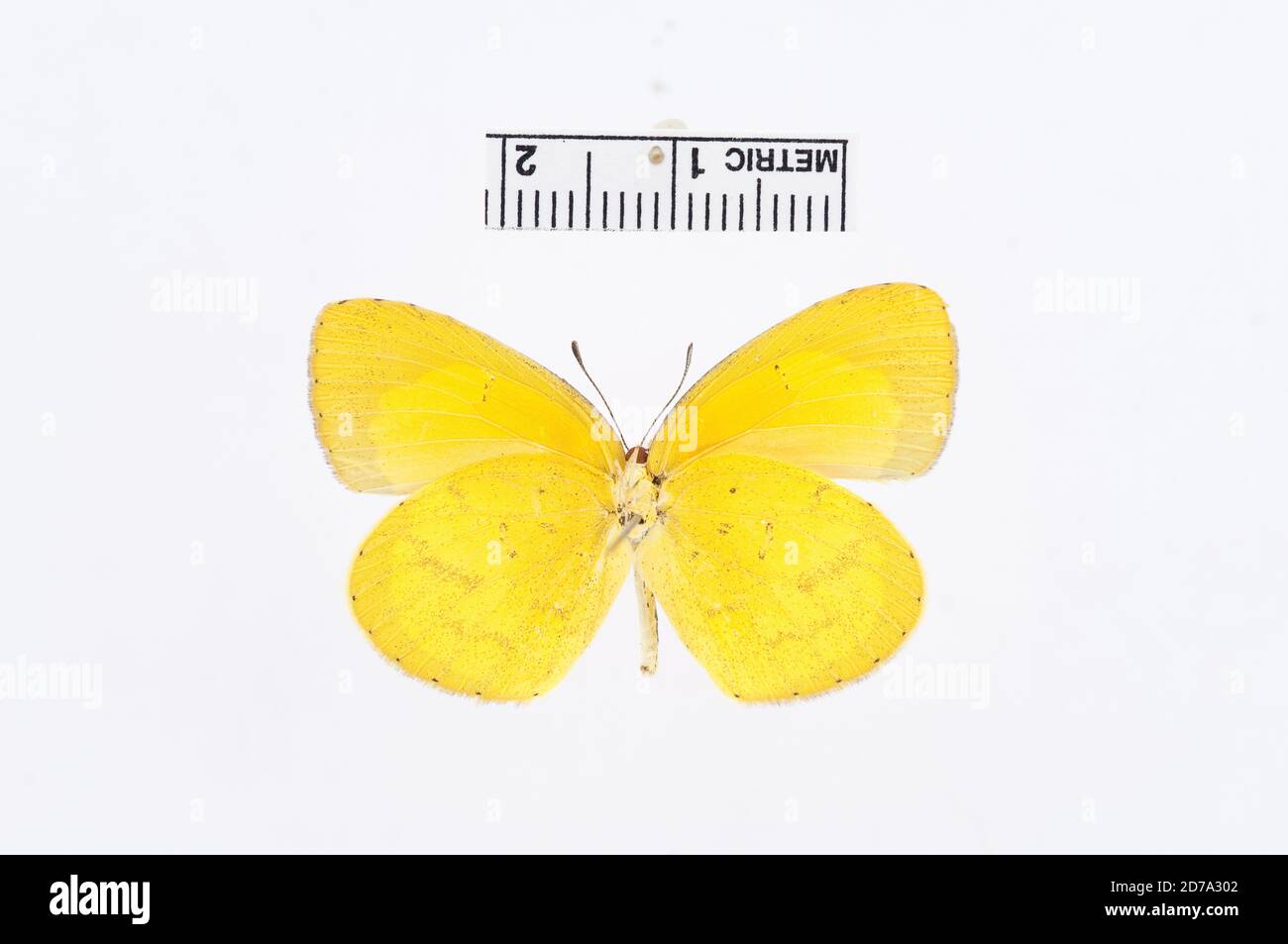 EUREMA brigitta, Animalia, Arthropoda, Hexapoda, Insecta, Lepidoptera, Pieridae, Coliadinae Foto Stock