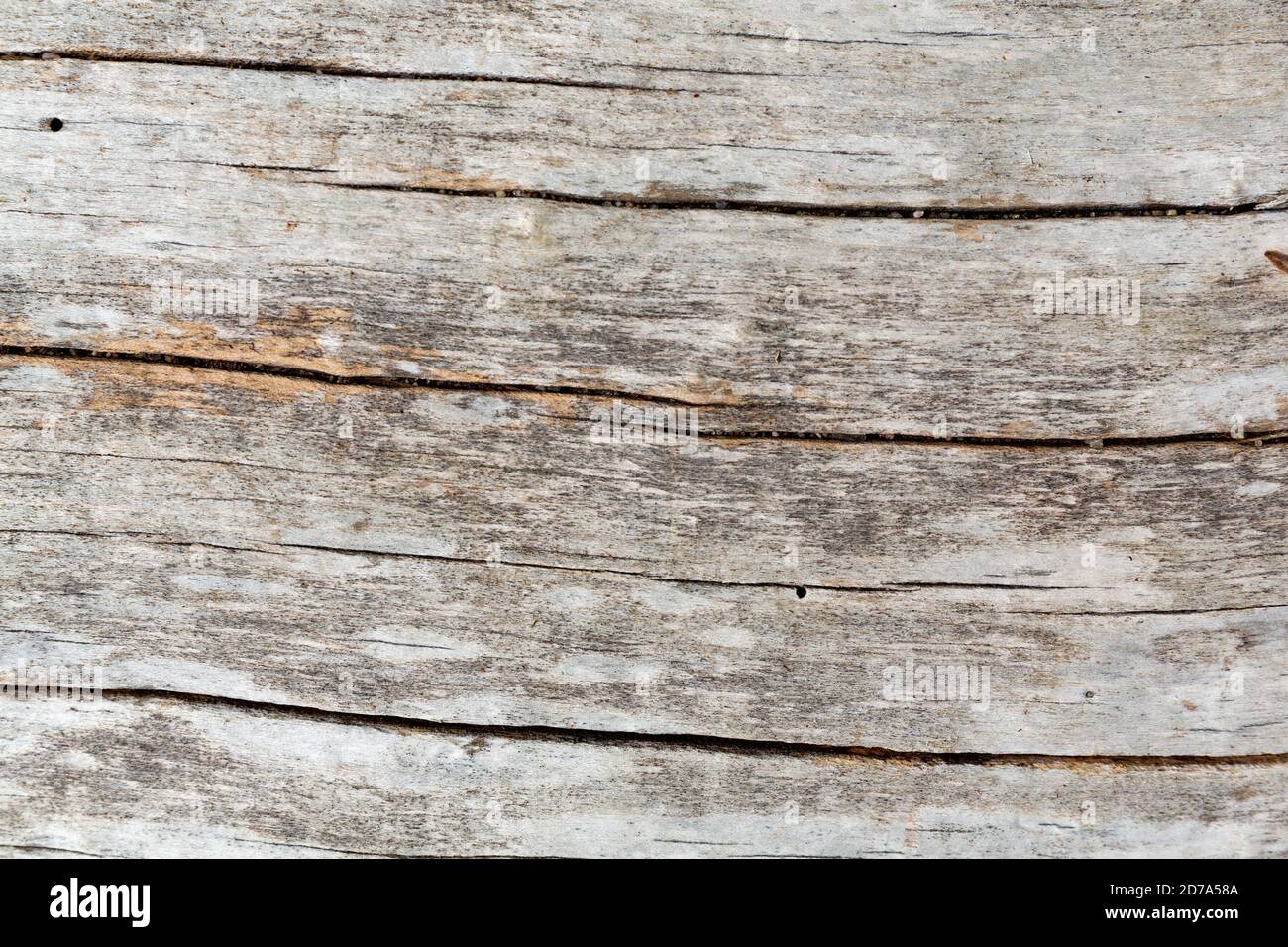 Vista ravvicinata della superficie intemperie di un tronco di driftwood. Foto Stock