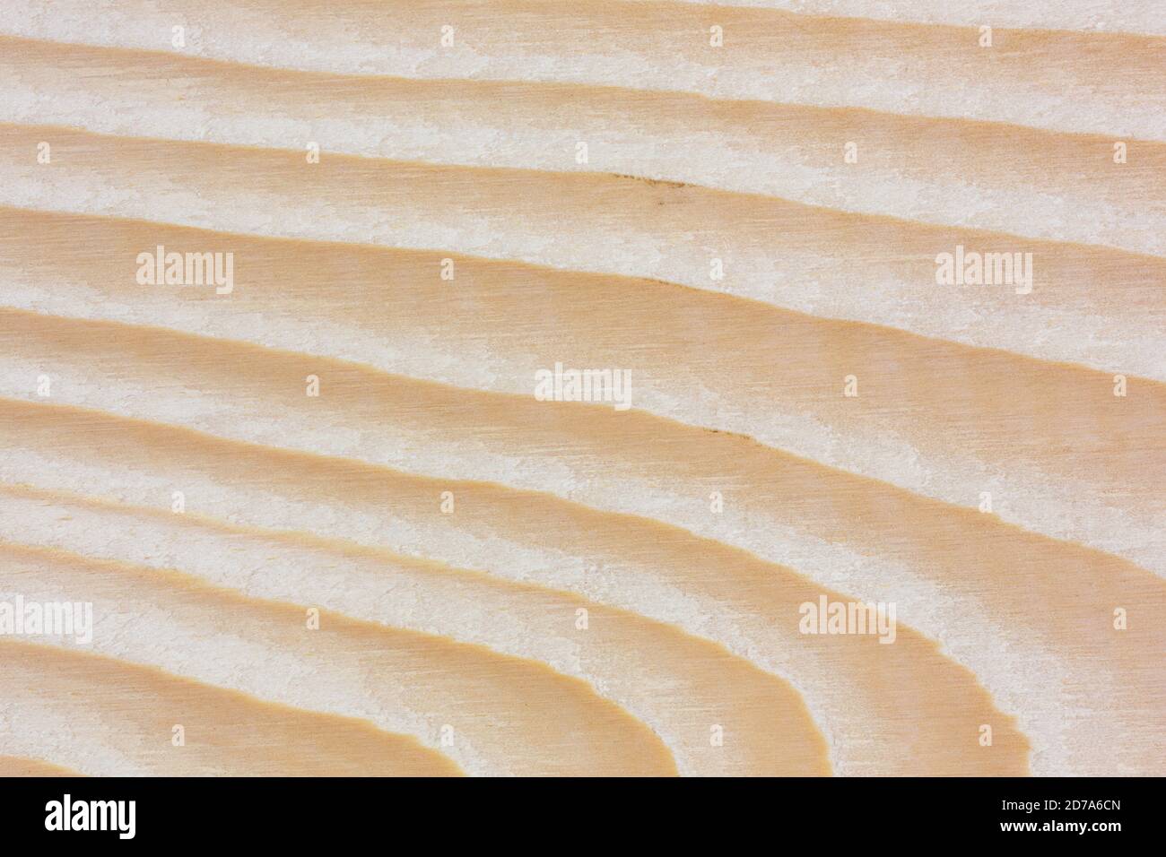 Vista ravvicinata degli anelli di crescita in legno di abete rosso secco. Foto Stock