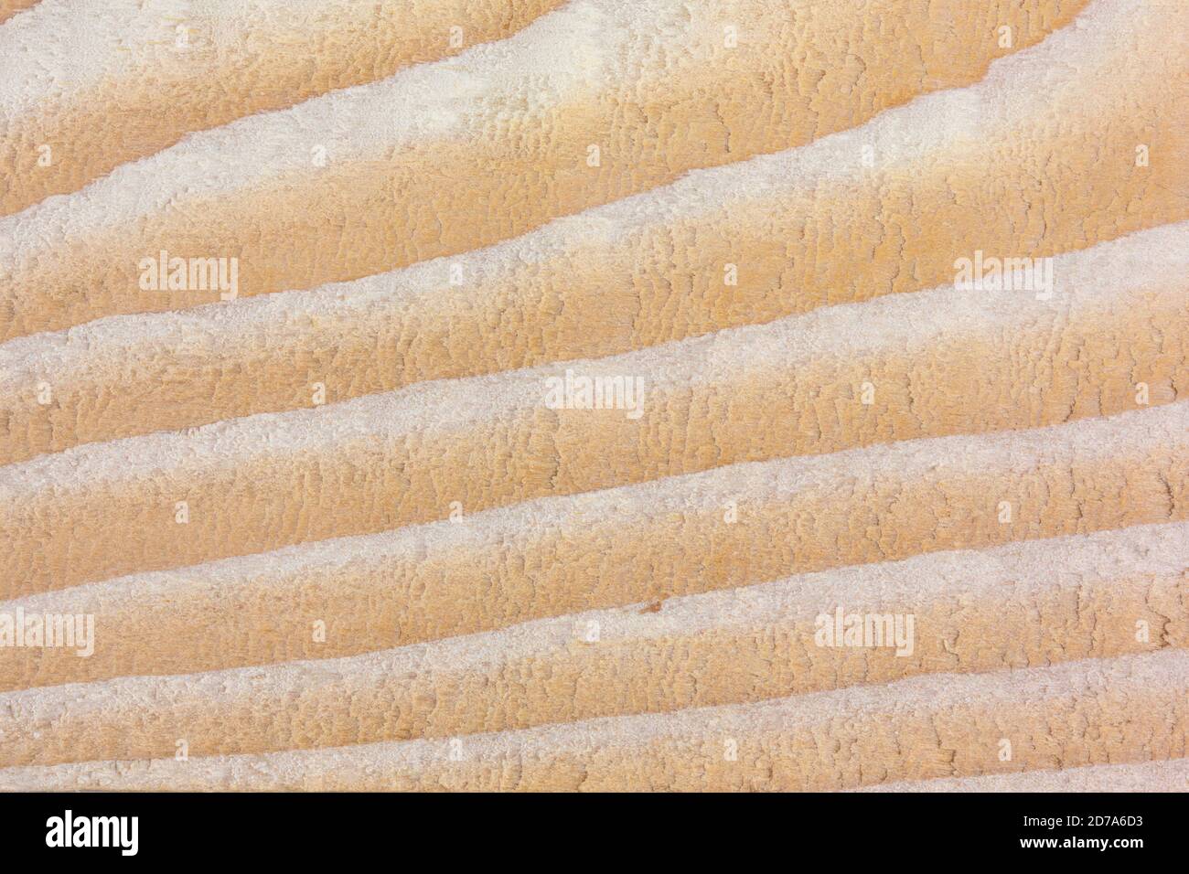 Vista molto ravvicinata del legno di abete rosso secco che mostra il grano. Foto Stock