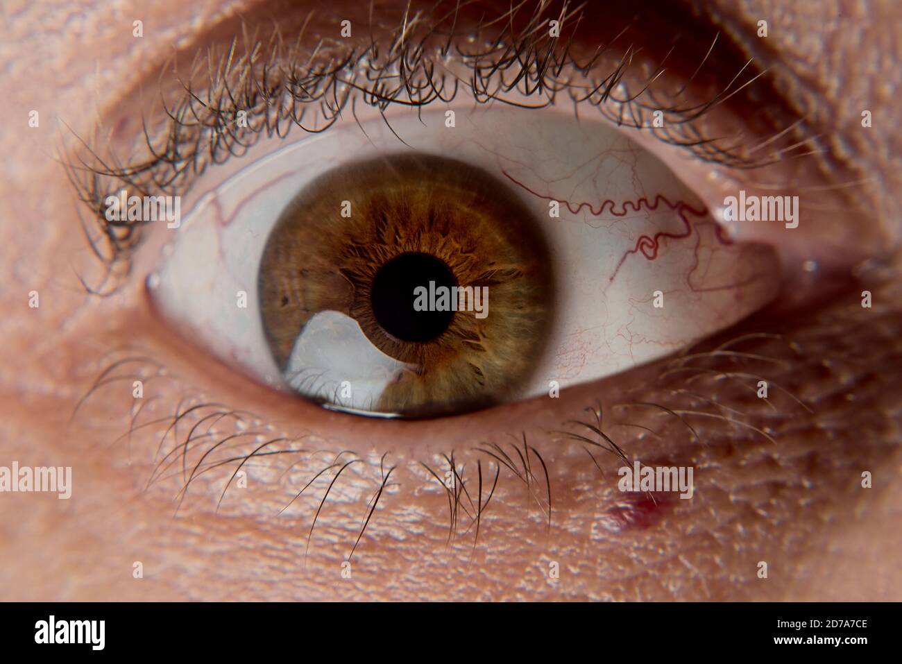 Occhio in macro Foto Stock