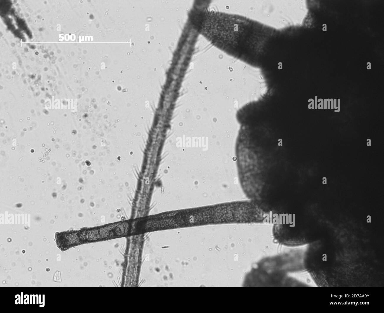 Santa Paula Canyon, vicino a Santa Paula, Ventura, California, Stati Uniti, Macrosiphum albifrons Essig, 1911, Animalia, Arthropoda, Insecta, Hemiptera, Sternorrhyncha, Aphididae, Aphidinae Foto Stock