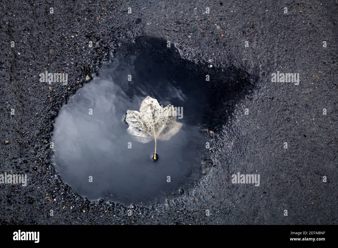 Foglie caduti in sanguinosa pozza che riflette il cielo blu e il bianco nuvole Foto Stock