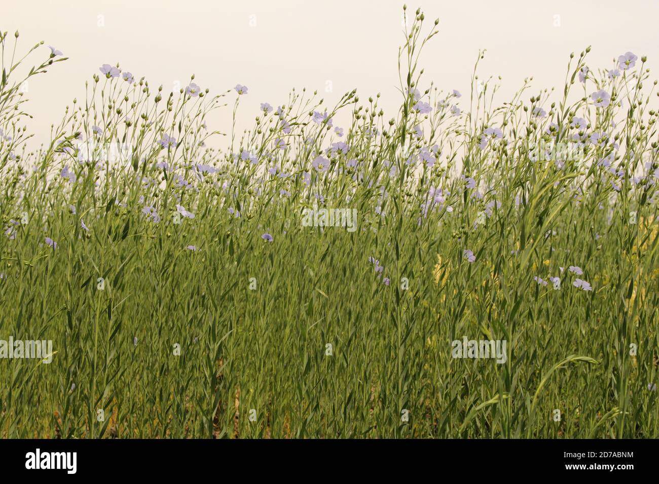 una lunga fila di piante di lino con piccoli fiori blu chiaro nella campagna olandese in estate Foto Stock