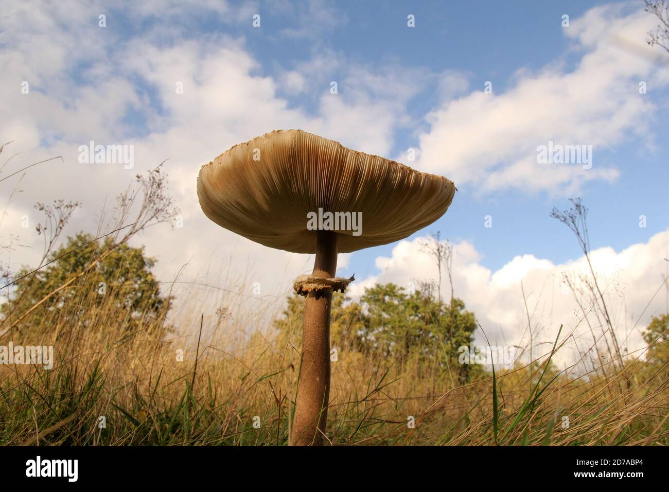 un fungo di parasolo grande con lamelle grandi nel tappo macro in un prato nella foresta al sole giorno in autunno con un cielo blu con le nuvole Foto Stock