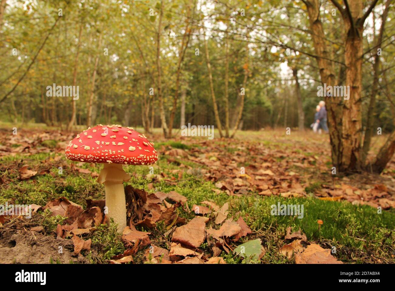 un bel paesaggio forestale con alberi e foglie e verde erba e un bel fungo rosso fly agarico di fronte in autunno Foto Stock