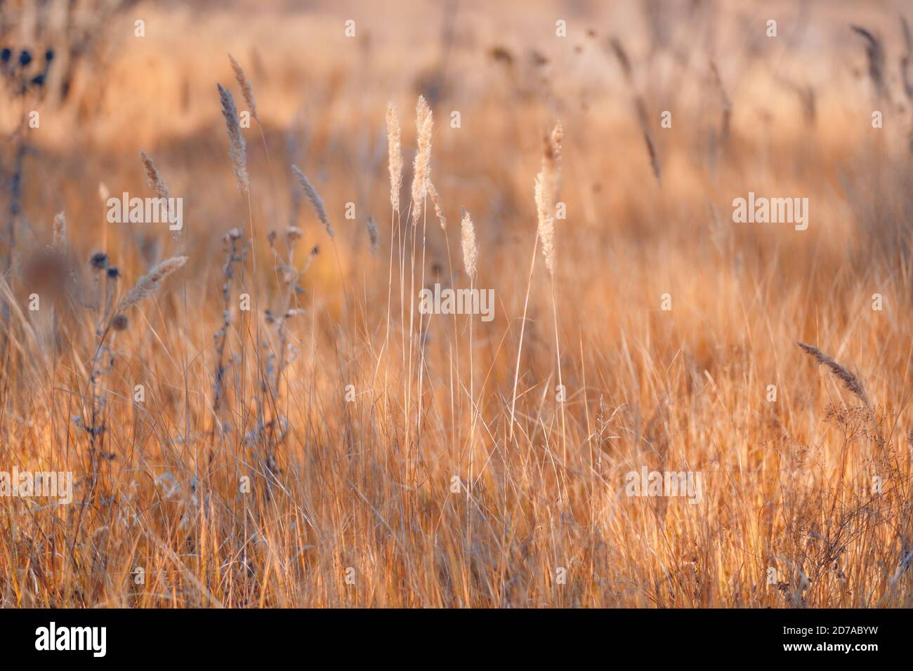 Messa a fuoco morbida immagine di sfondo sfocata dell'alba nel campo. Paesaggio rurale d'autunno con nebbia, alba e prato fiorente. Erba selvaggia che fiorisce su Sunris Foto Stock