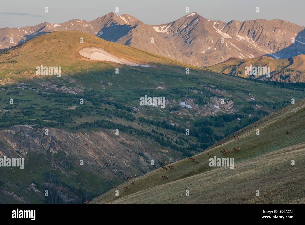 Mandria di Wapiti, Bull Elk, pascolo, Montagne Rocciose, Colorado, USA, di Bruce Montagne/Dembinsky Photo Assoc Foto Stock