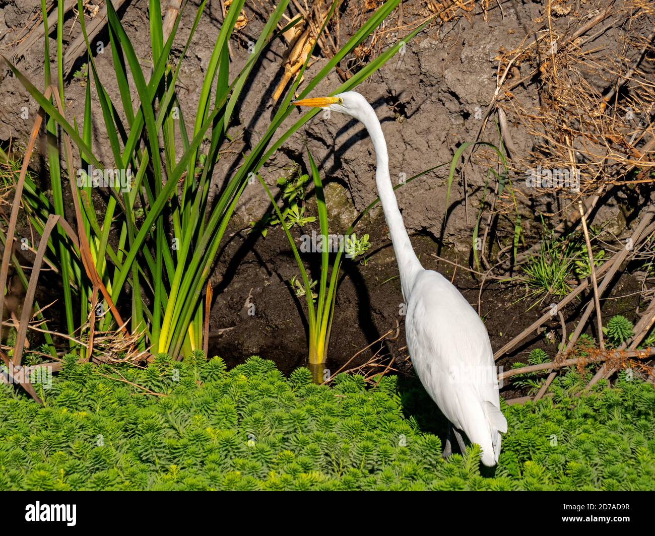 Garzetta in Staten Island preservare, California Foto Stock