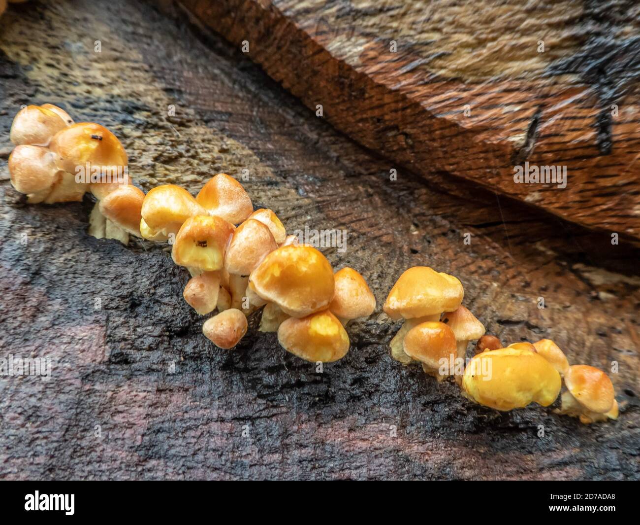 Fungo che cresce su un albero un segno che l'autunno ha arrivato Foto Stock