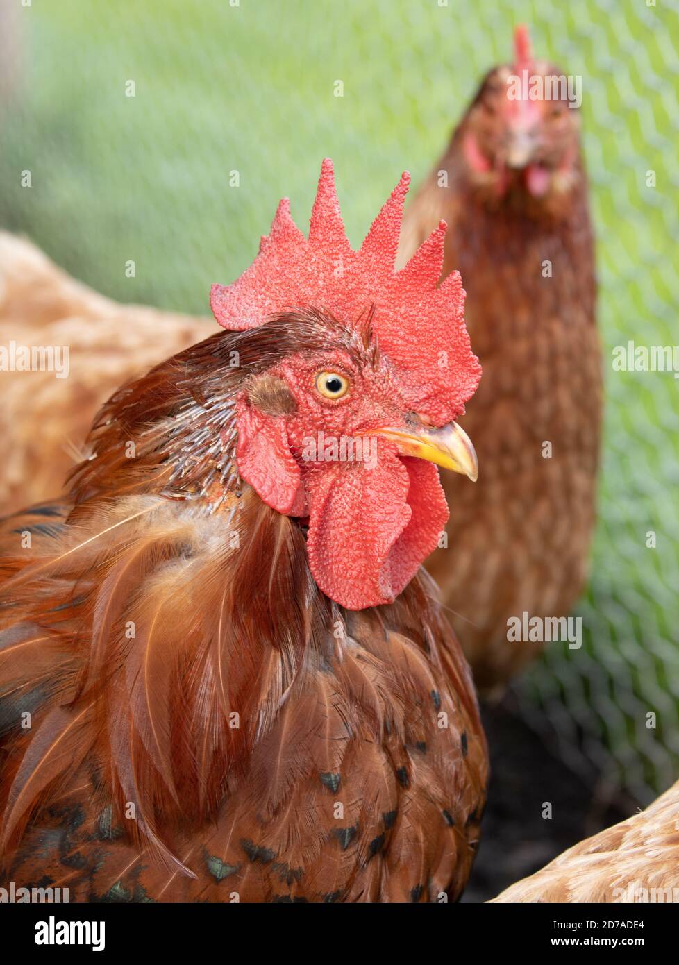 Primo piano di una testa di pollo con il pettine con la gallina in background Foto Stock