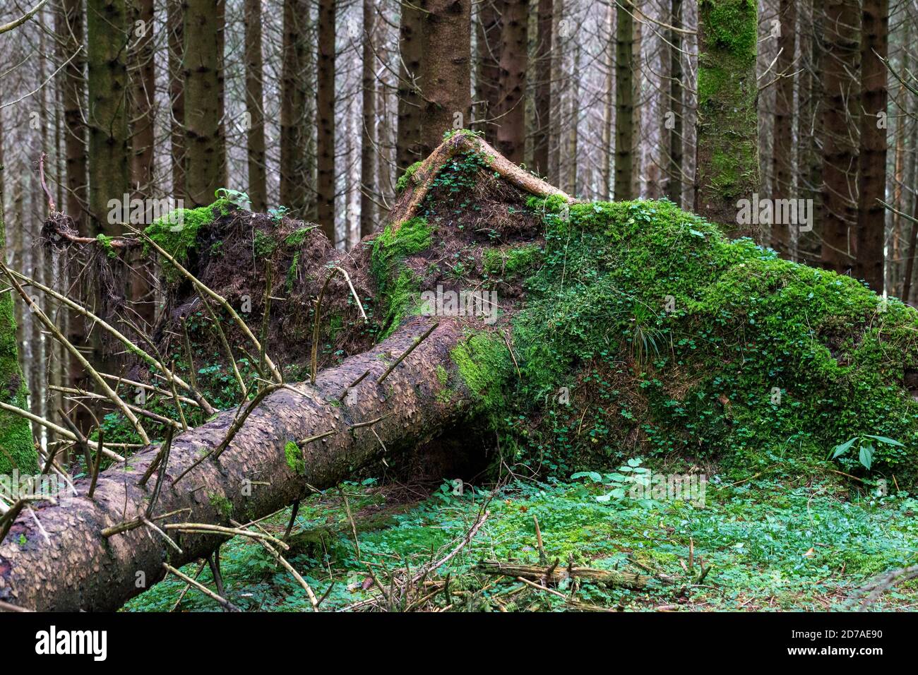 Abete rosso sradicato e caduto a terra in foresta di conifere. Altopiano del Cansiglio. Veneto. Italia. Europa. Foto Stock
