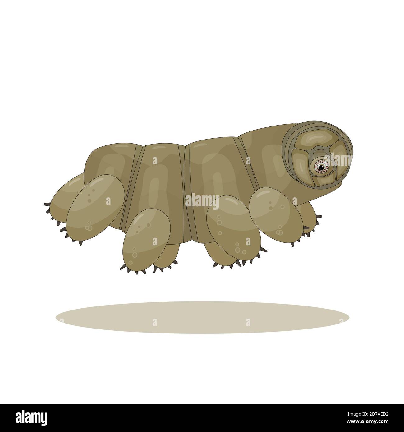 Marrone isolato felice quirki carino vettore cartoon tardigrado è in esecuzione e saltando su sfondo bianco Illustrazione Vettoriale