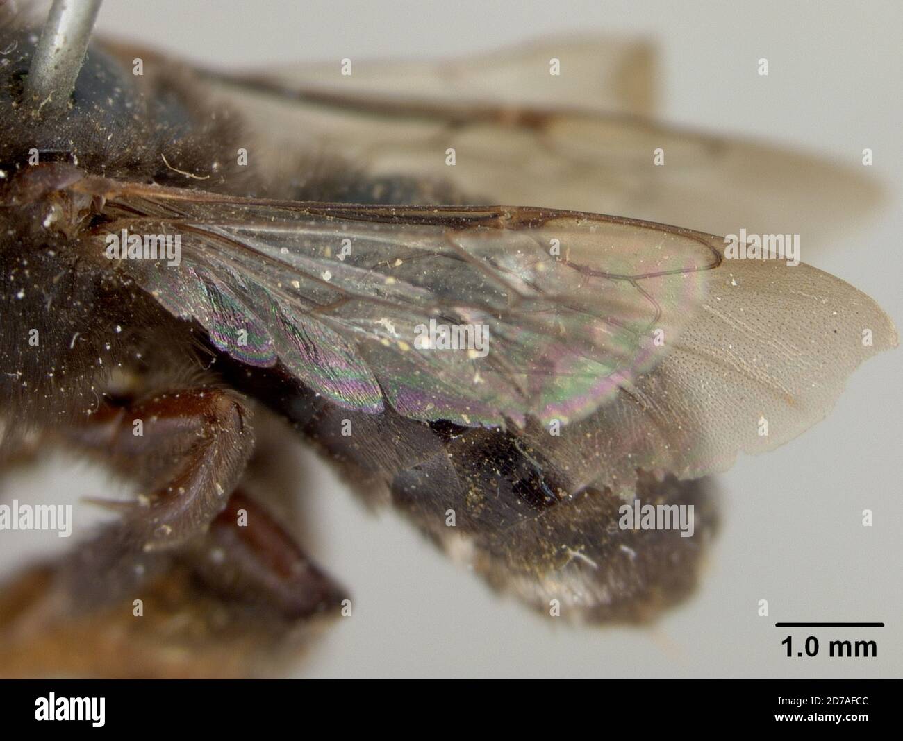 Pinned, Carcaraña, Sante Fe, Argentina, Svastra reduttior Cockerell, 1918, Animalia, Arthropoda, Insecta, Hymenoptera, Apidi Foto Stock