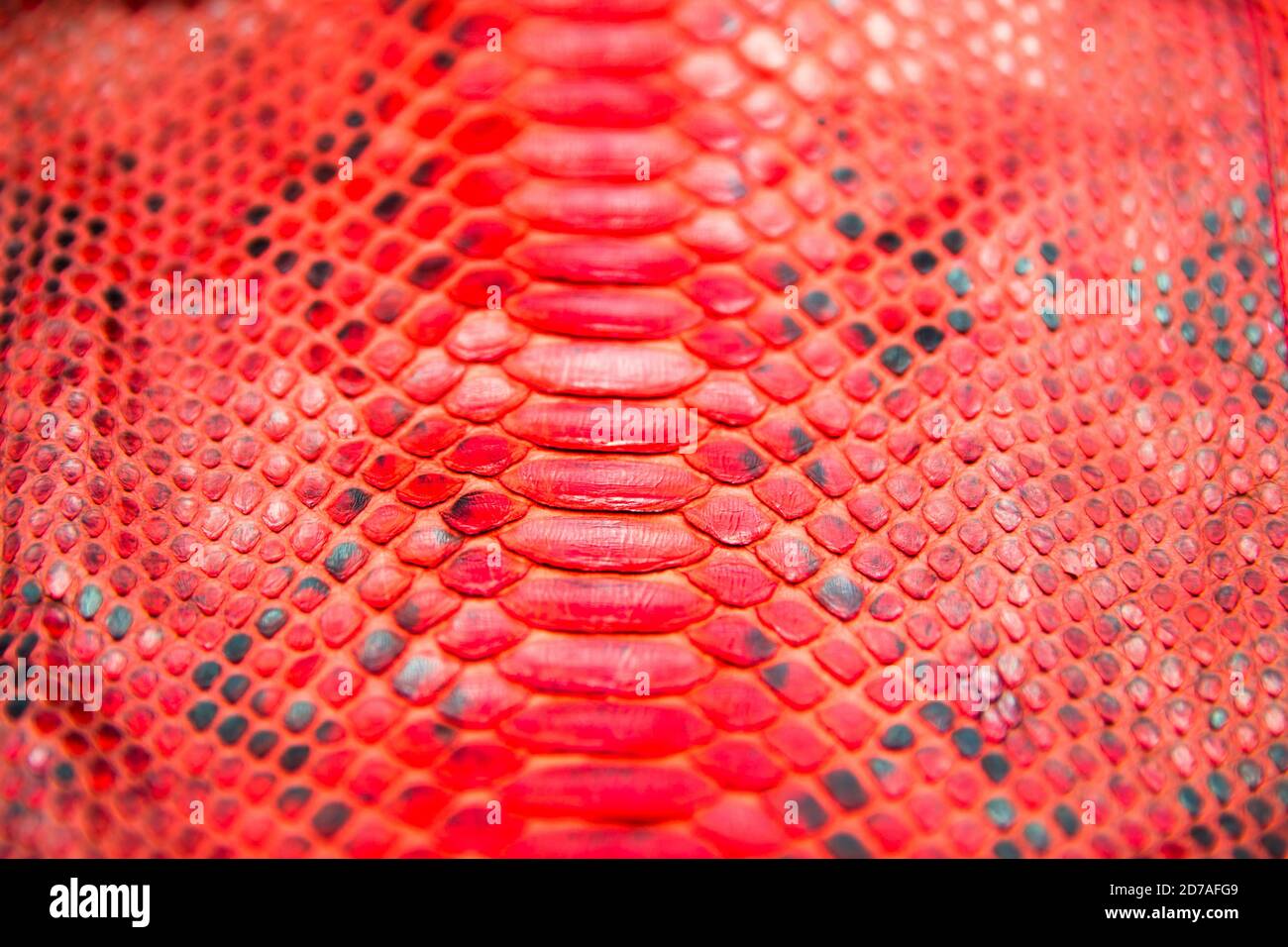 Trendy naturale rosso serpente pelle pitone texture superficie primo piano. Può essere utilizzato per lo sfondo e lo sfondo Foto Stock