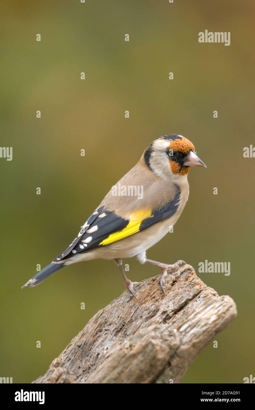 Goldfinch (Carduelis carduelis) uccello, regno unito Foto Stock