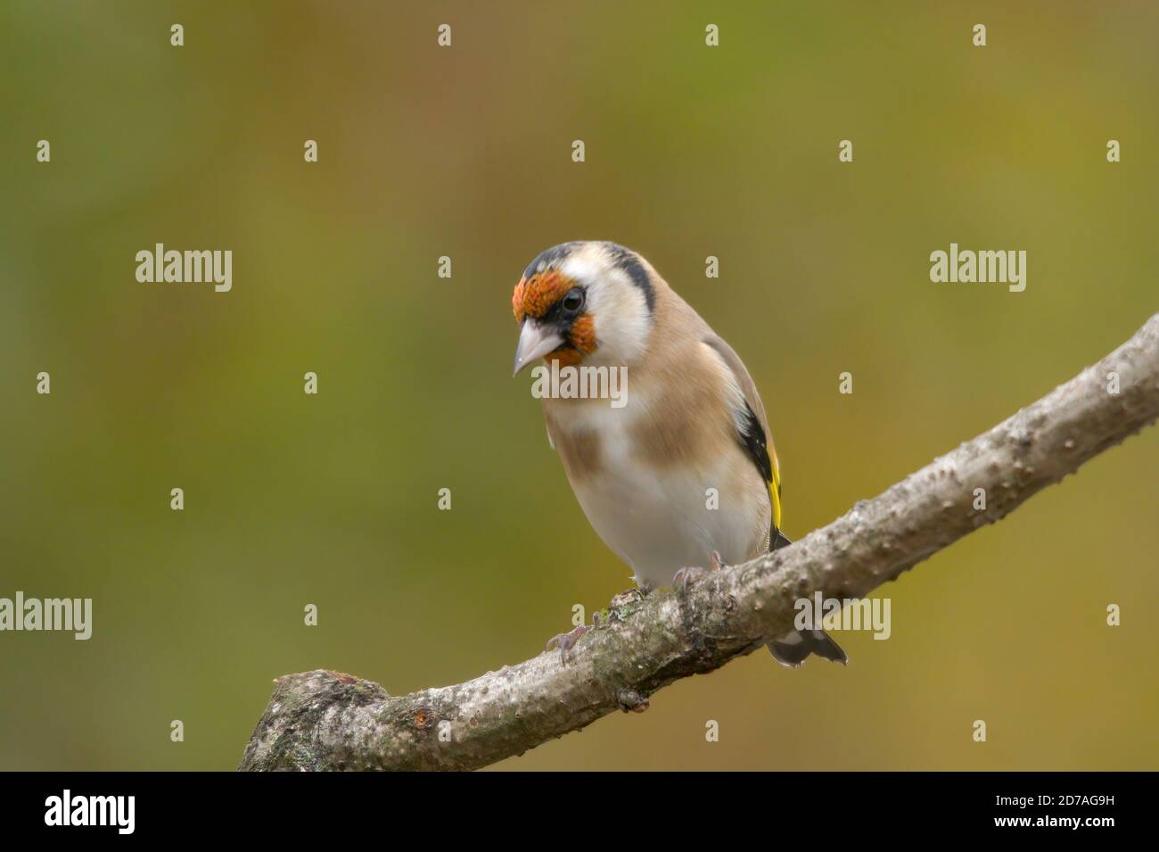 Goldfinch (Carduelis carduelis) uccello, regno unito Foto Stock
