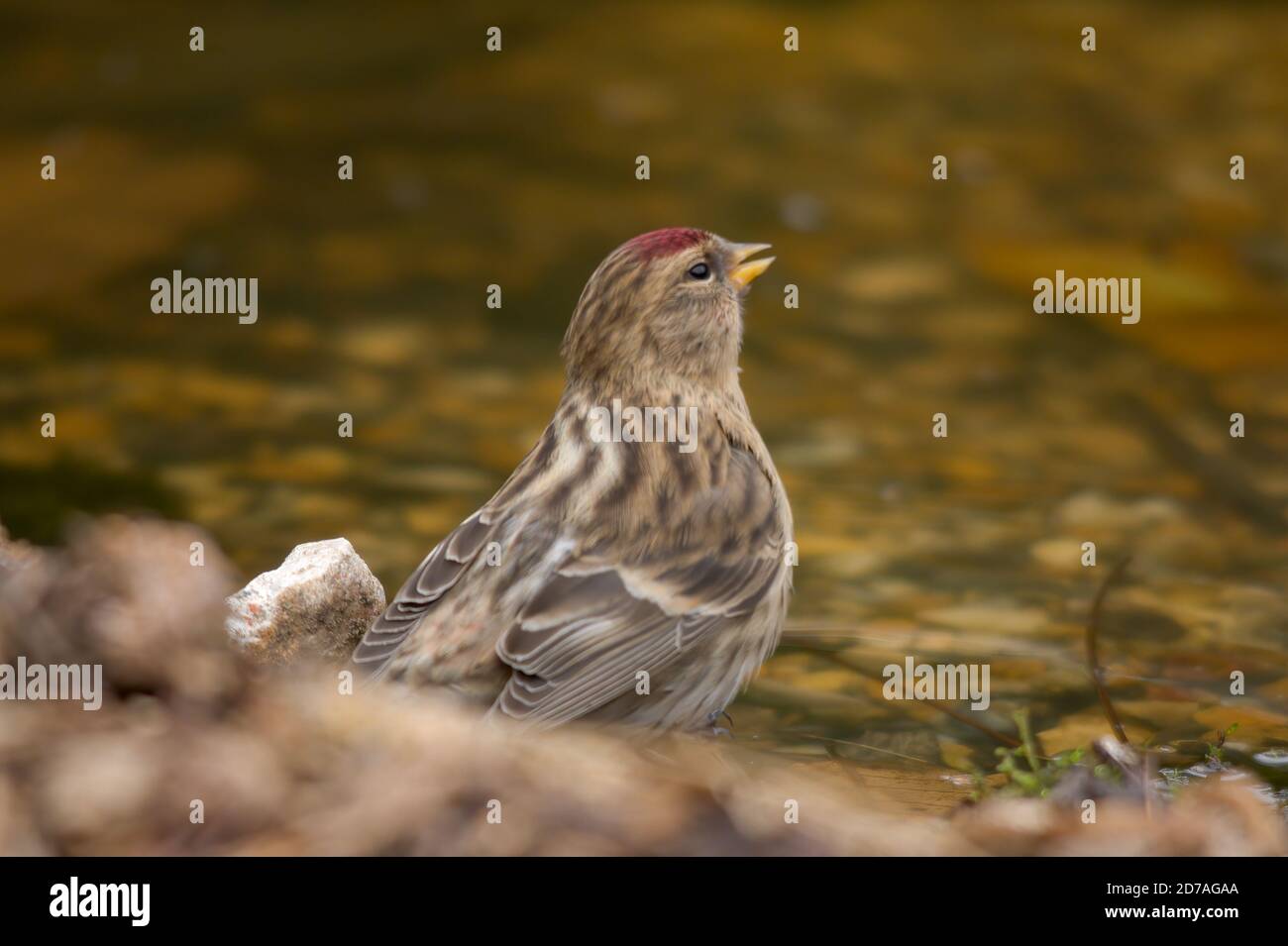 Lesser redpoll (Acanthus cabaret) uccello, specie di finch del Regno Unito, visitando uno stagno per bere acqua Foto Stock