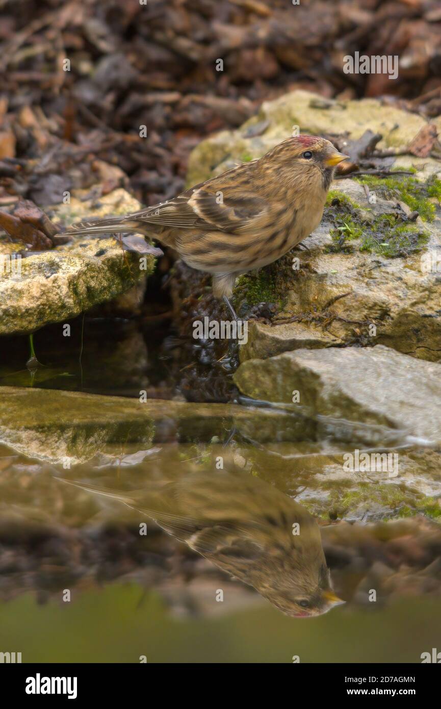 Lesser redpoll (Acanthus cabaret) uccello, specie di finch del Regno Unito, visitando uno stagno per bere acqua Foto Stock