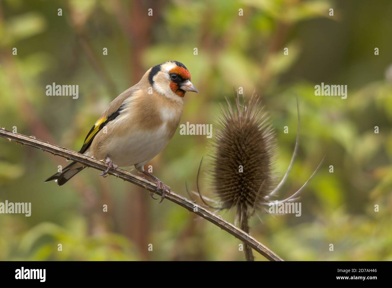 Goldfinch (Carduelis carduelis) uccello su teasel, Regno Unito Foto Stock