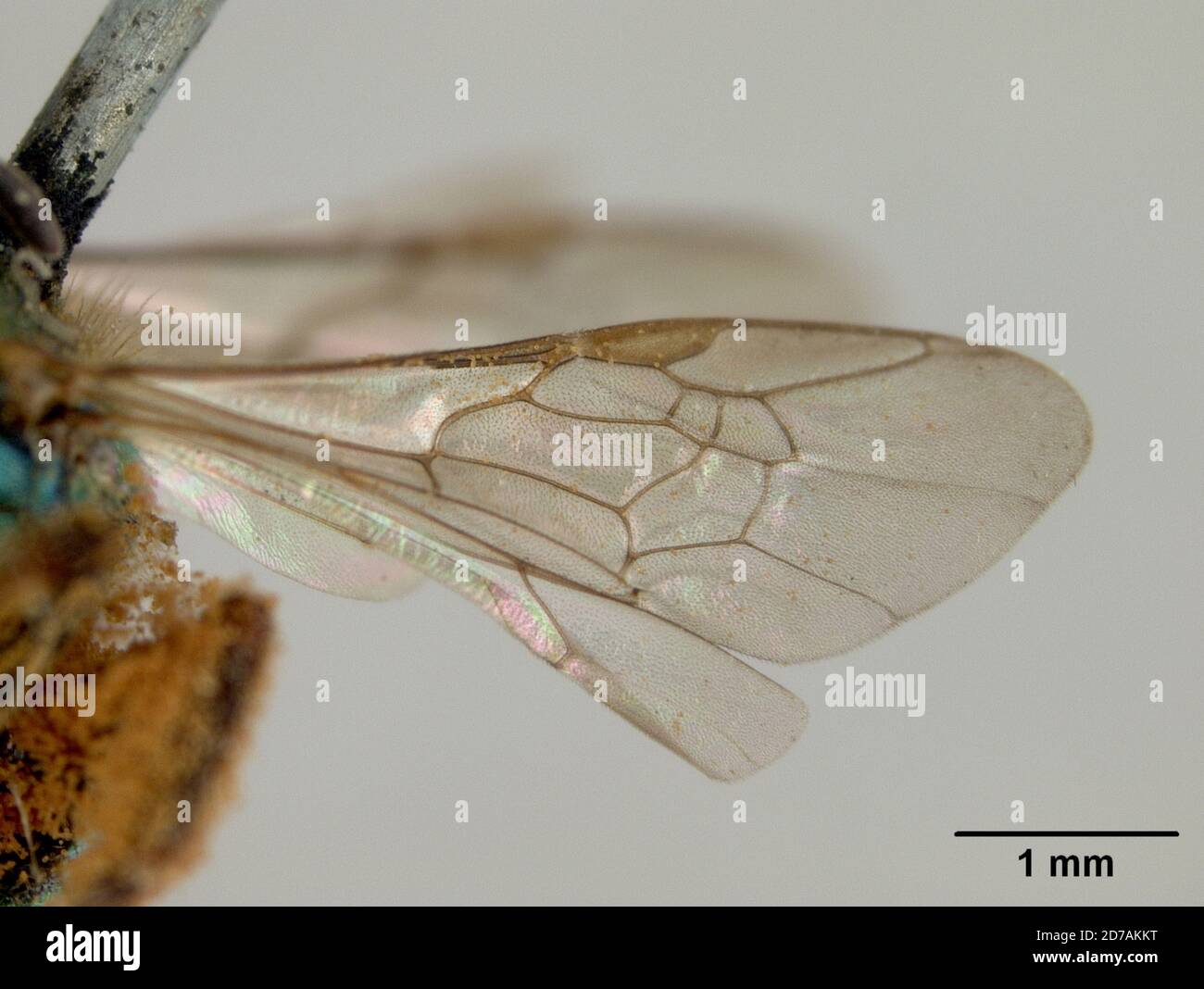 Pinned, Poroma, Augochora aurifera Cockerell, 1897, Animalia, Arthropoda, Insecta, Hymenoptera, Halictidae Foto Stock