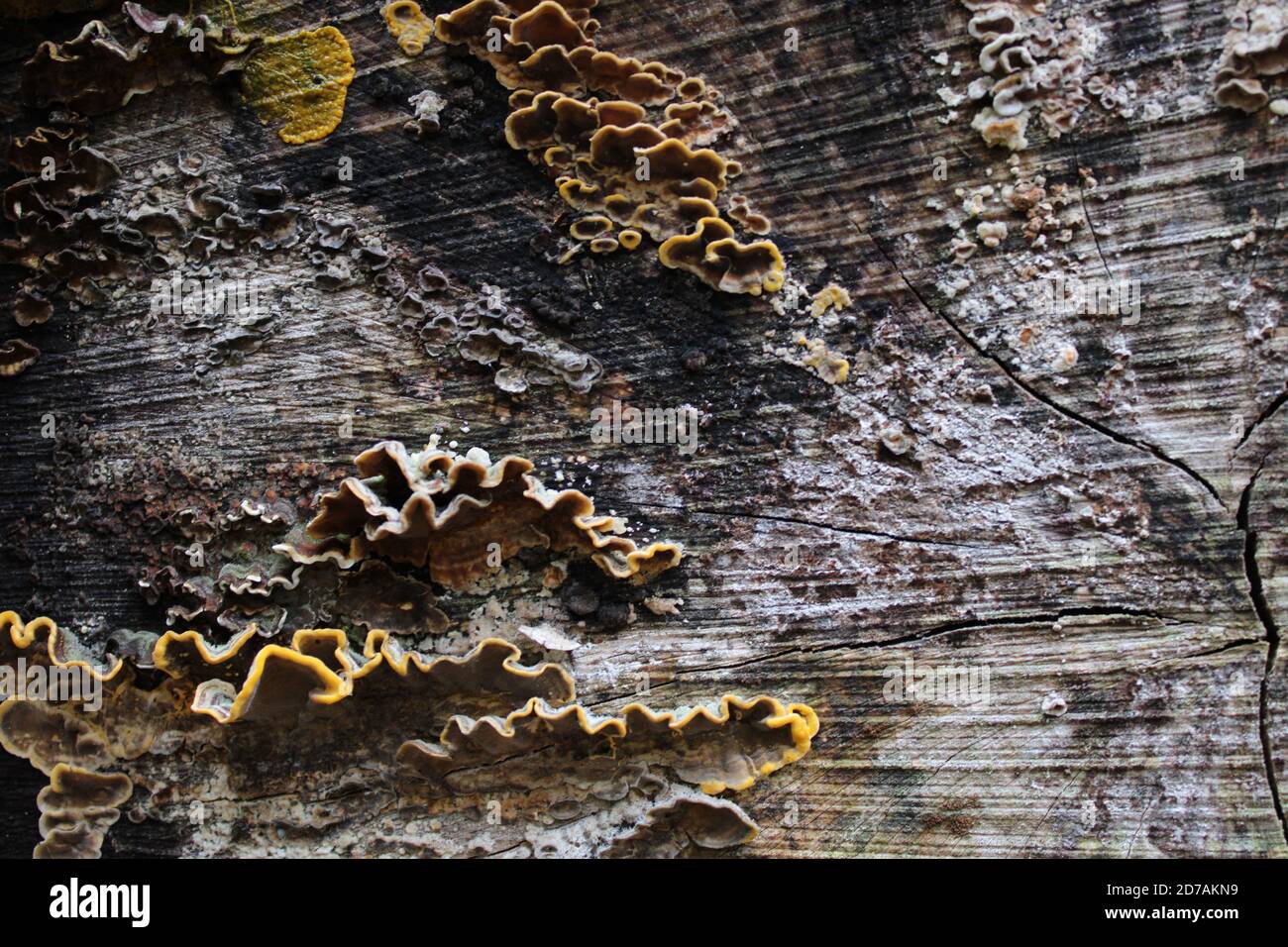 Tronco di albero con polipo Foto Stock