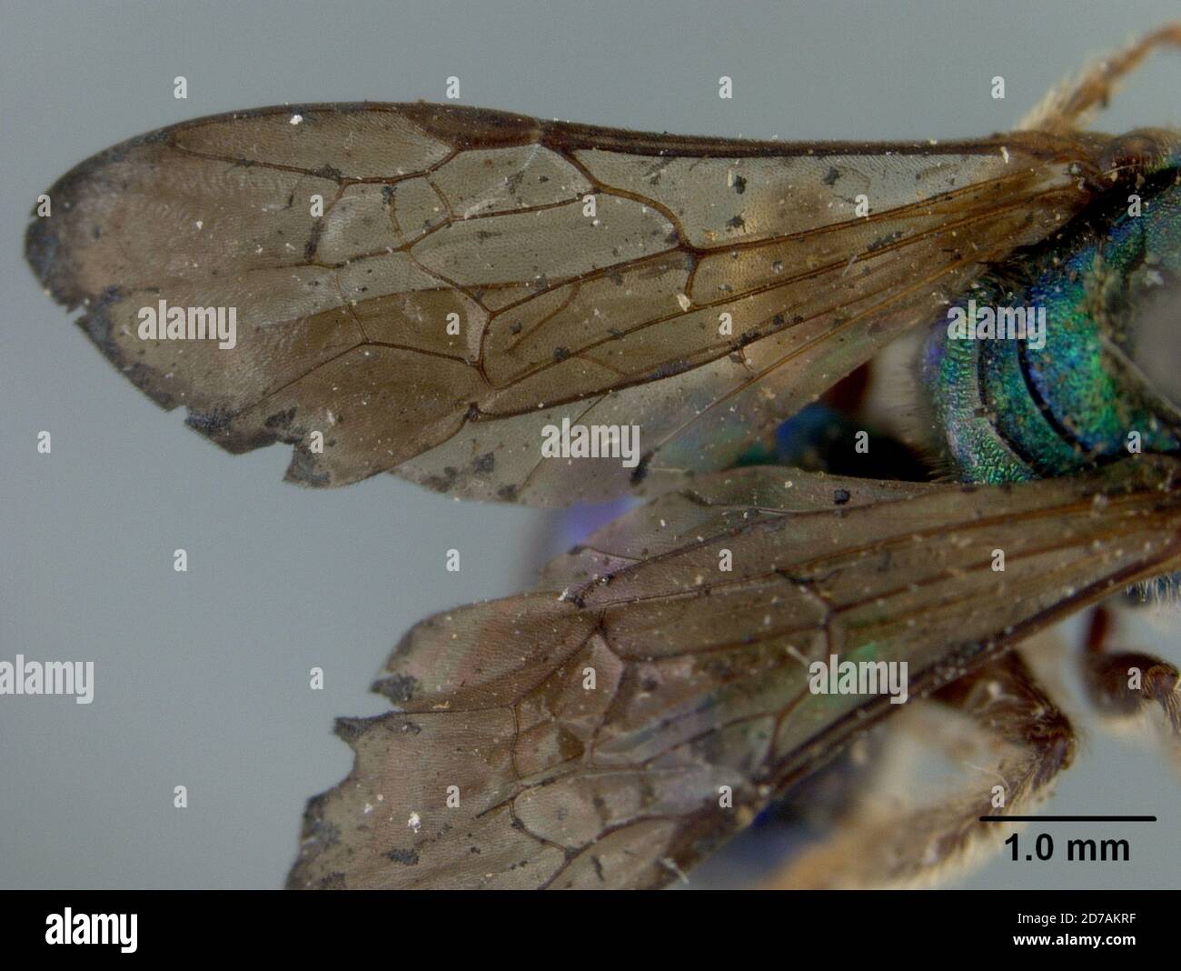 Pinned, Palm Beach, Florida, Stati Uniti, Augochora palmarum Cockerell, 1922, Animalia, Arthropoda, Insecta, Hymenoptera, Halictidae Foto Stock