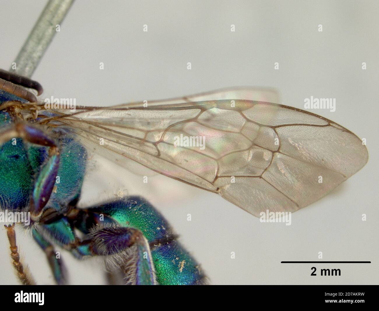 Pinned, Poroma, Augochora binghami Cockerell, 1897, Animalia, Arthropoda, Insecta, Hymenoptera, Halictidae Foto Stock