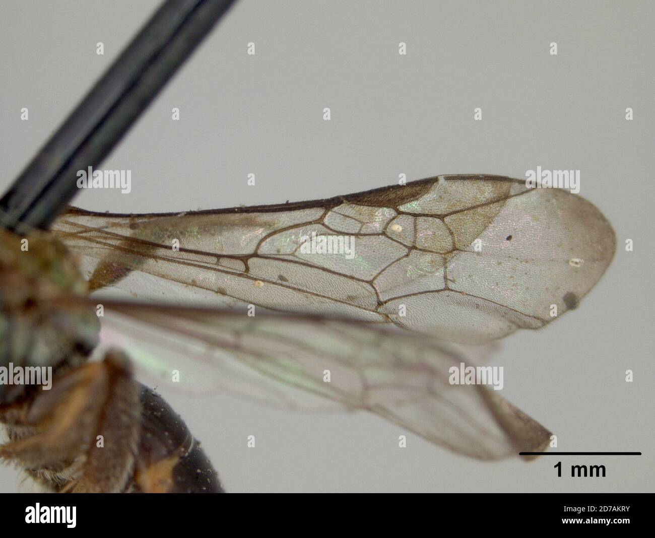 Pinned, Coroico, Yungas, Bolivia, Augochora maculiventris Crawford, 1913, Animalia, Arthropoda, Insecta, Hymenoptera, Halictidae Foto Stock