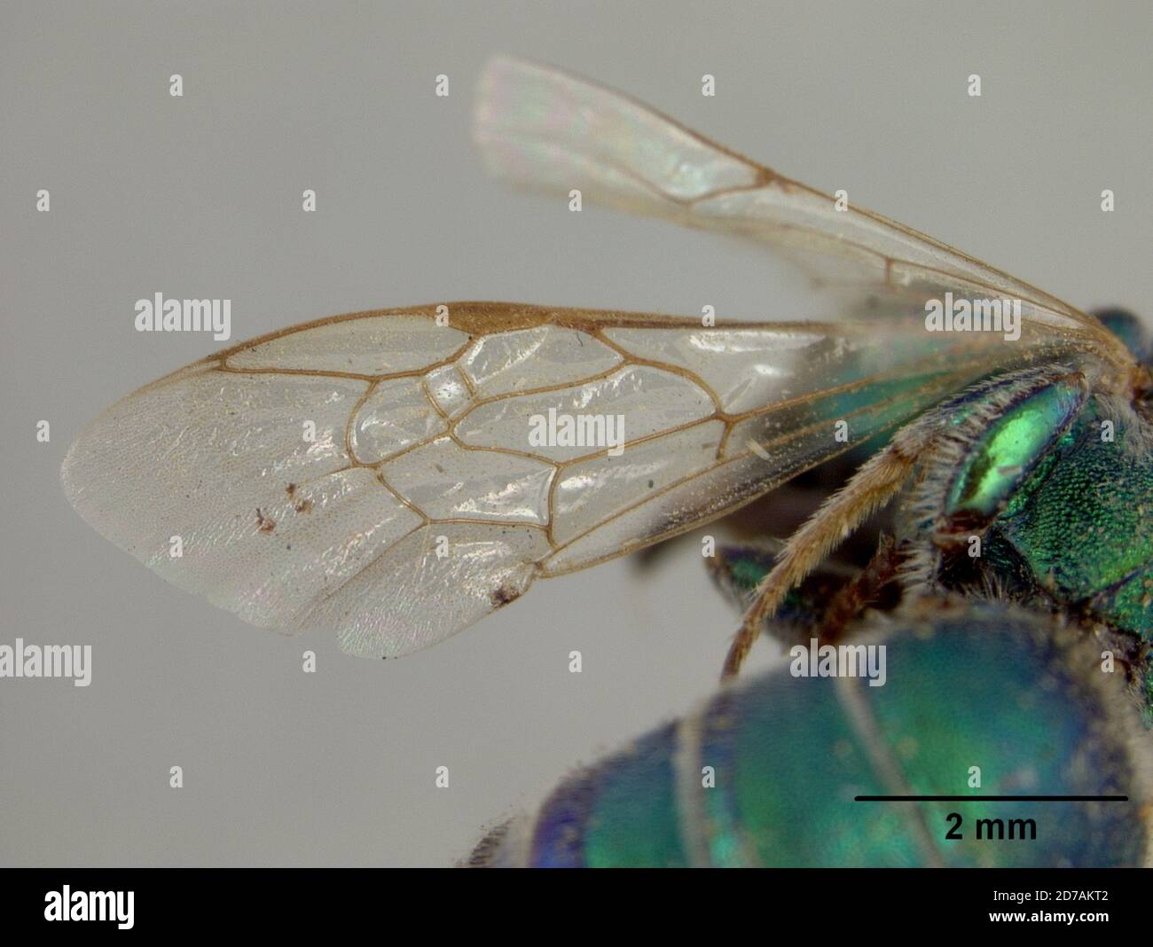 Pinned, Colorado, Stati Uniti, Augochora (Agapostemon) coerulea Ashmead, 1890, Animalia, Arthropoda, Insecta, Hymenoptera, Halictidae Foto Stock