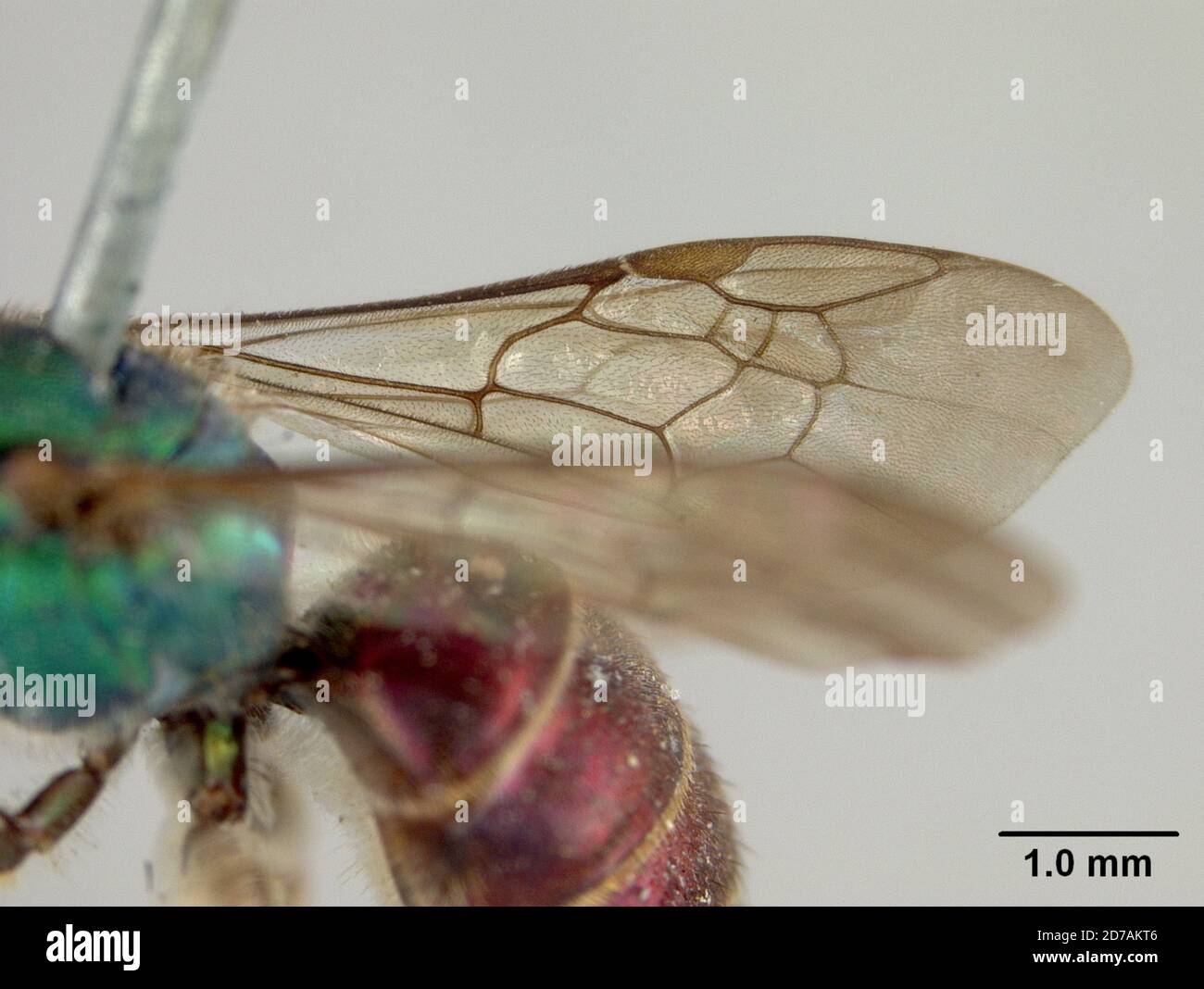 Pinned, No locality label, Augochora subignita Cockerell, 1897, Animalia, Arthropoda, Insecta, Hymenoptera, Halictidae Foto Stock