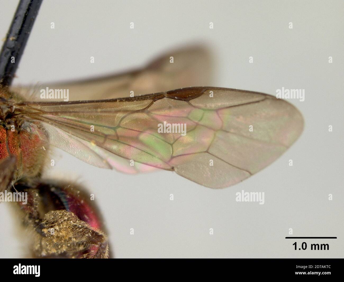 Pinned, Dominica, Augochora ignifera Crawford, 1914, Animalia, Arthropoda, Insecta, Hymenoptera, Halictidae Foto Stock