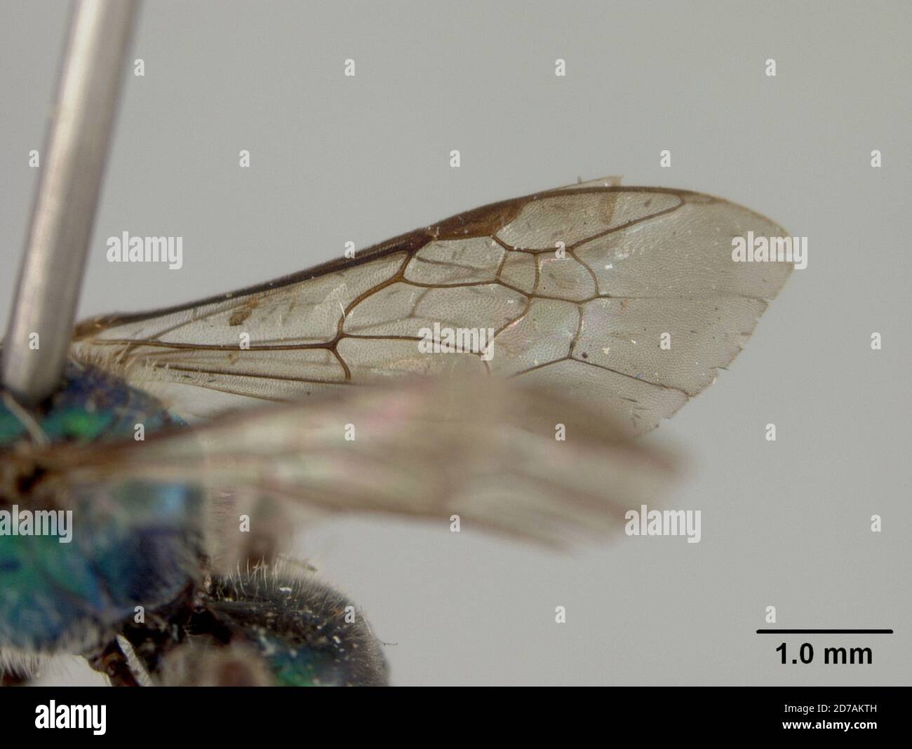 Pinned, Quirigua, Guatemala, Augochora quiriguensis Cockerell, 1913, Animalia, Arthropoda, Insecta, Hymenoptera, Halictidae Foto Stock