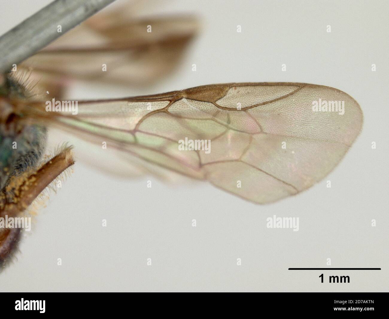 Pinned, Poroma, Augochora seminigra Cockerell, 1897, Animalia, Arthropoda, Insecta, Hymenoptera, Halictidae Foto Stock