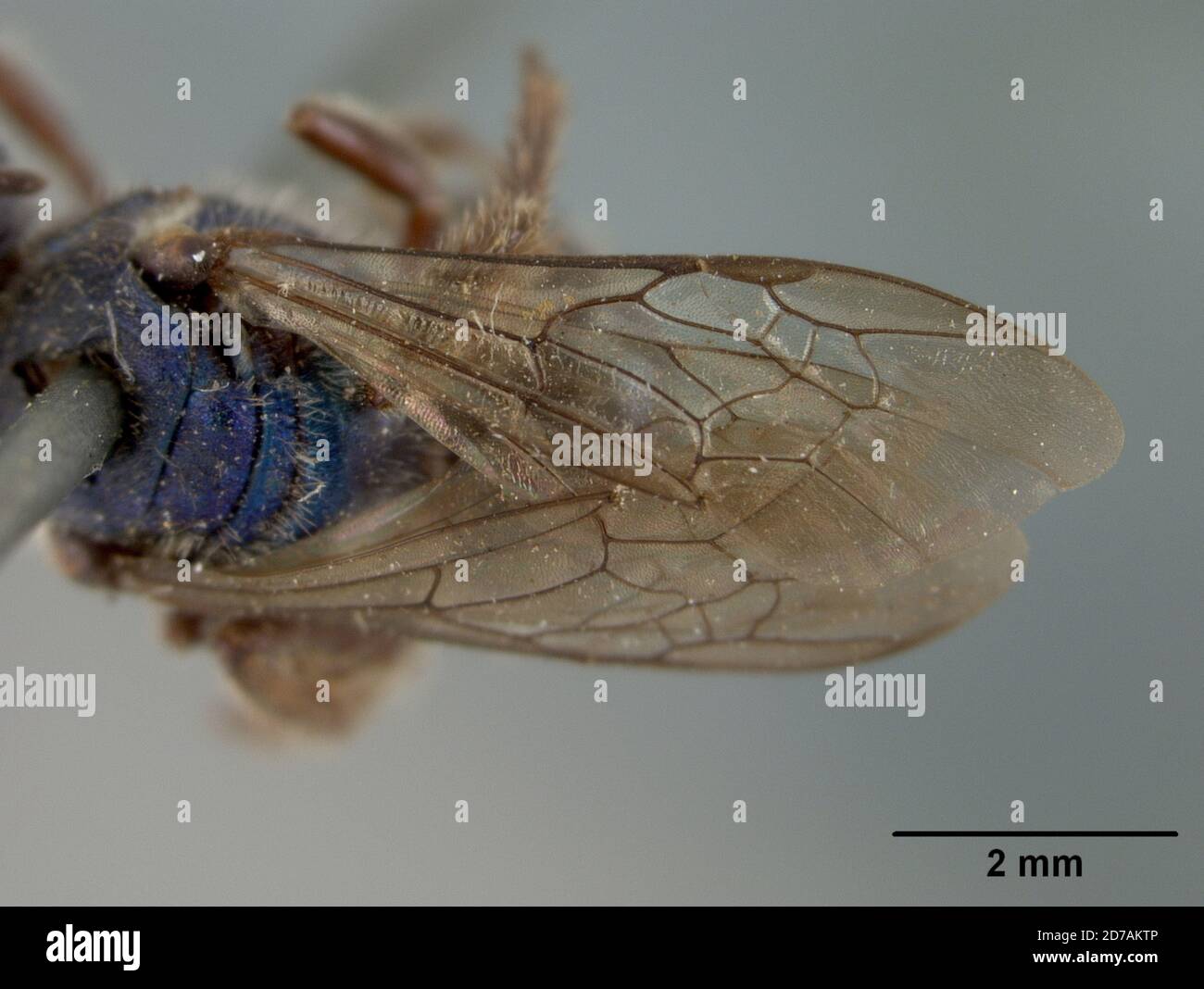 Pinned, Messico, Augochora nigrocyanea Cockerell, 1897, Animalia, Arthropoda, Insecta, Hymenoptera, Halictidae Foto Stock